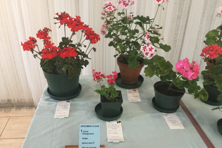 Cat. 1 Zonal Pelargonium