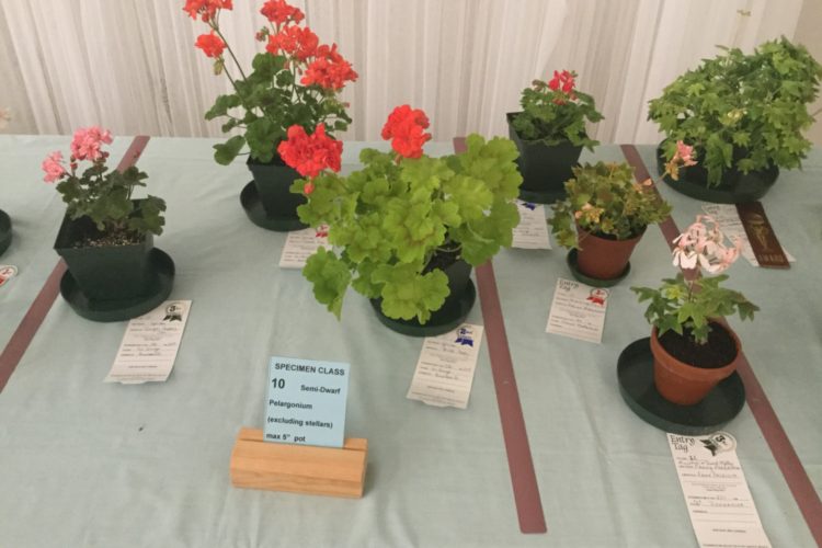 Cat. 10 Semi Dwarf Zonal Pelargonium