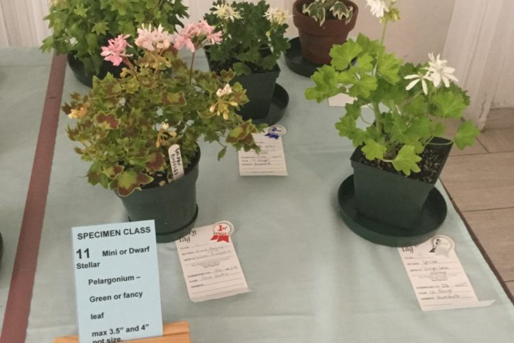 Cat. 11 Miniature and Dwarf Stellar Pelargonium