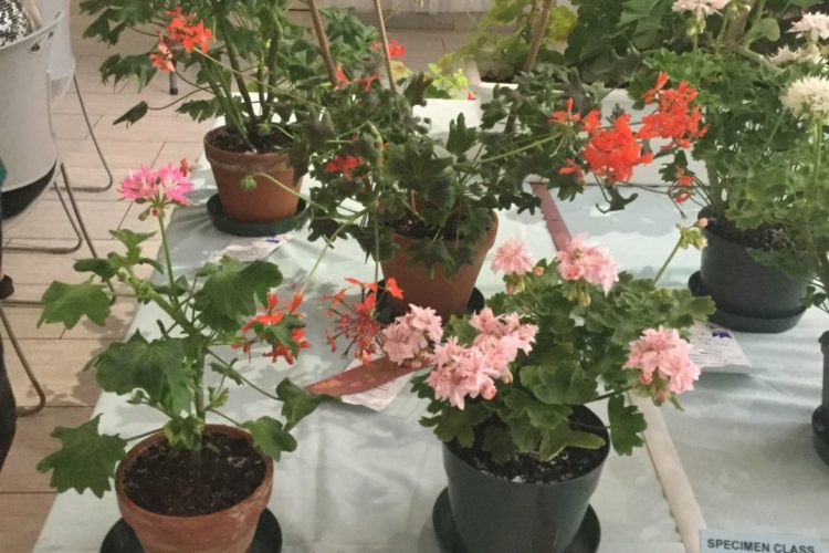 Cat. 12 Green Leaf Stellar Pelargonium