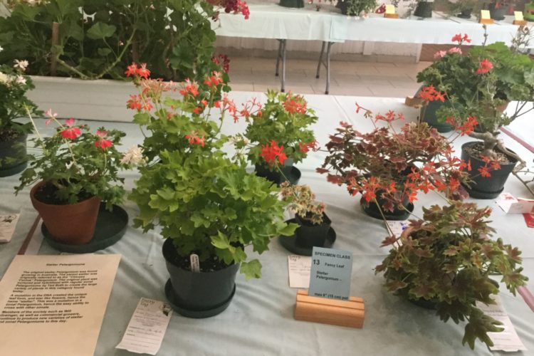 Cat. 13 Fancy Leaf Stellar Pelargonium