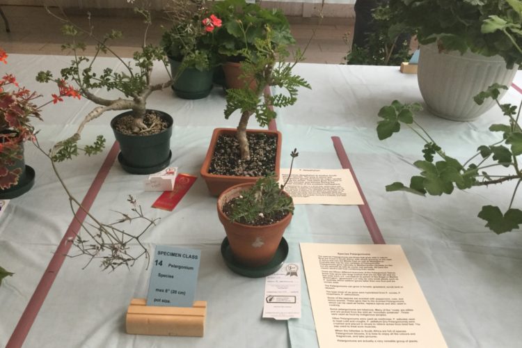 Cat. 14 Pelargonium Species