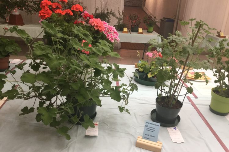 Cat. 15 Scented Pelargonium