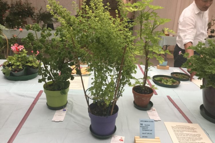 Cat. 16 Scented Pelargonium