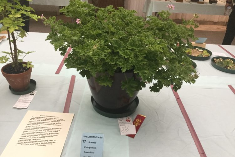 Cat. 17 Scented Pelargonium