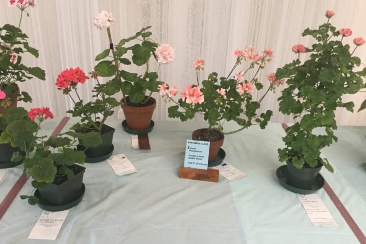 Cat. 2 Zonal Pelargonium