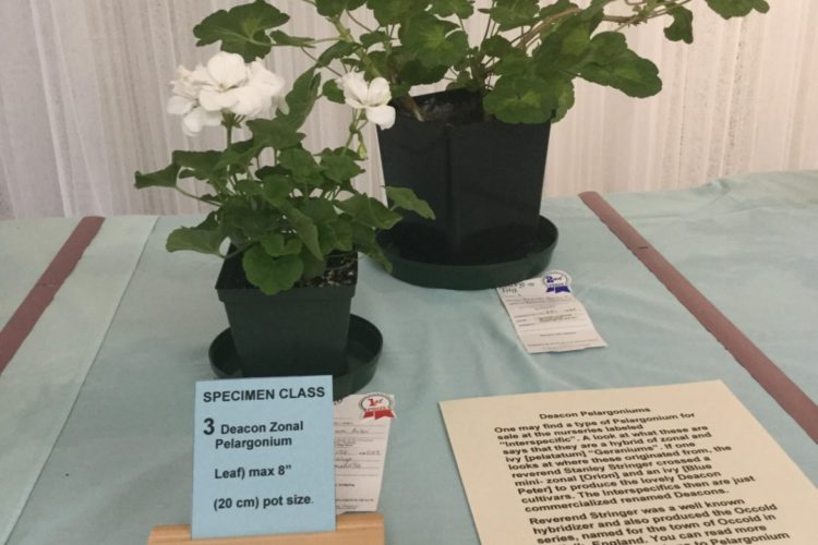 Cat. 3 Deacon Zonal Pelargonium