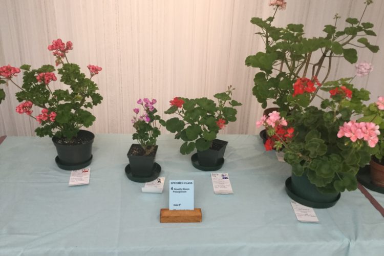 Cat. 4 Novelty Bloom Zonal Pelargonium