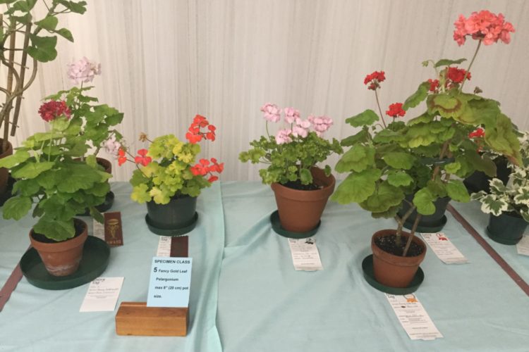 Cat. 5 Fancy Gold Leaf Pelargonium