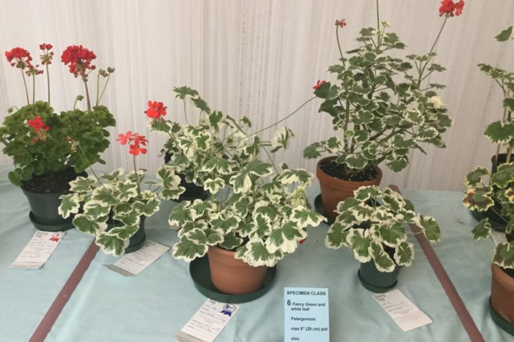 Cat. 6 Fancy Green and White