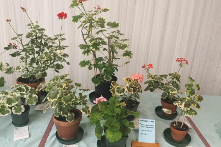 Cat. 7 Fancy Multicolour Leaf Pelargonium