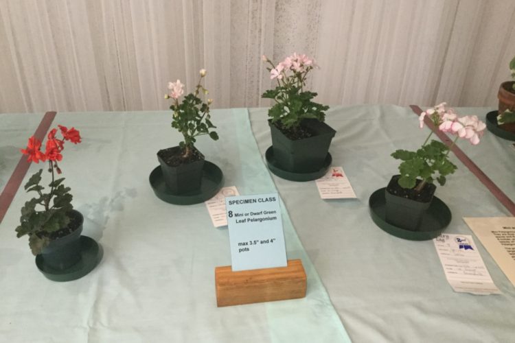 Cat. 8 Miniature and Dwarf Zonal Pelargonium