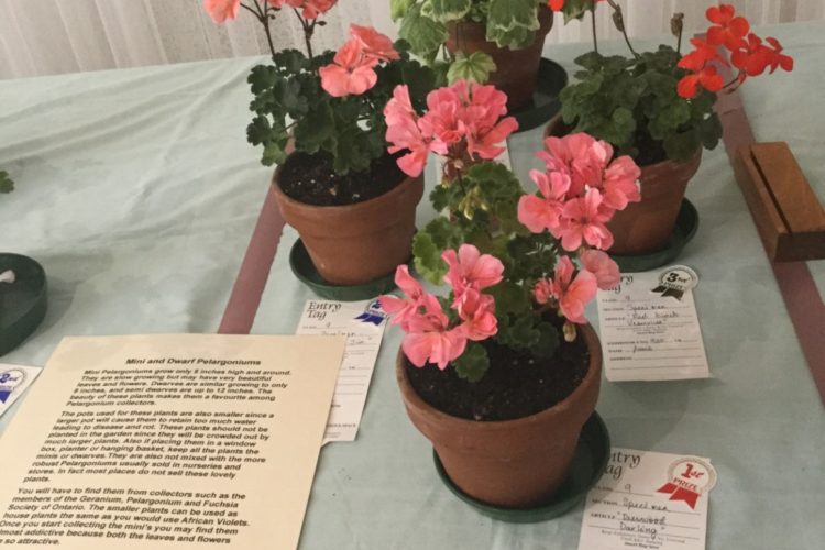 Cat. 9 Miniature and Dwarf Zonal Pelargonium